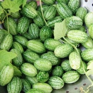 Cucamelon Seeds X10 Miniature Cucumbers For Your Garden